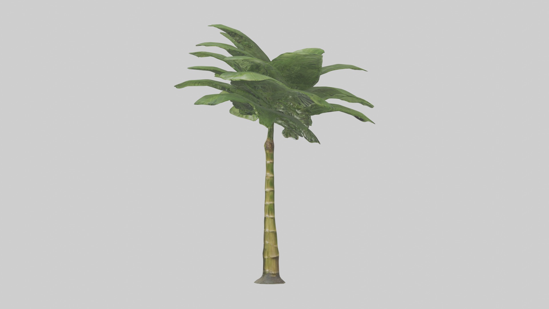 Bamboo Palm Model Low-poly 3D model_17