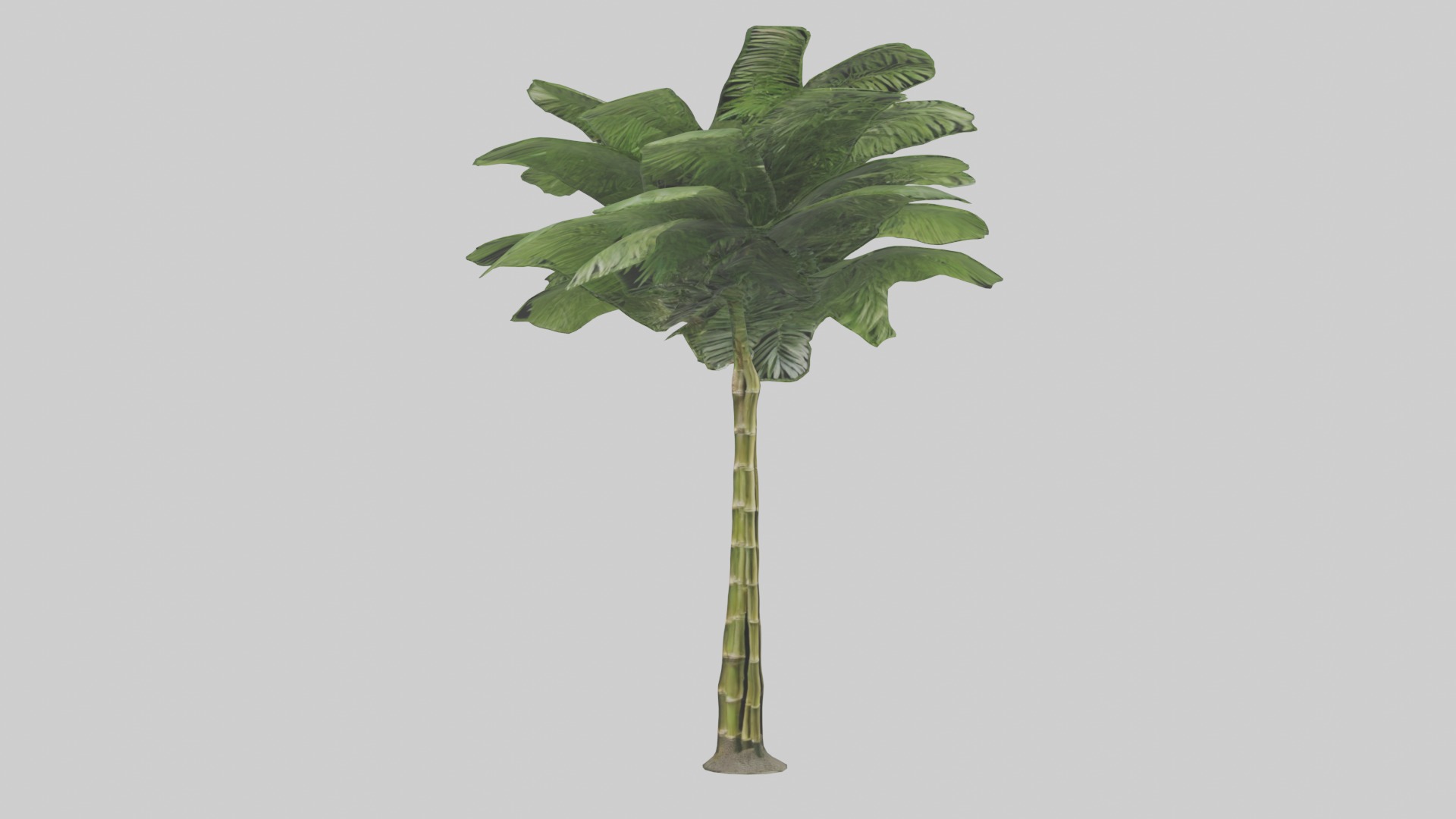 Bamboo Palm Model Low-poly 3D model_19