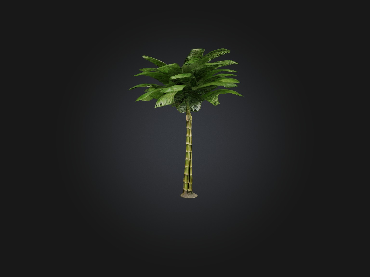 Bamboo Palm Model Low-poly 3D model_12