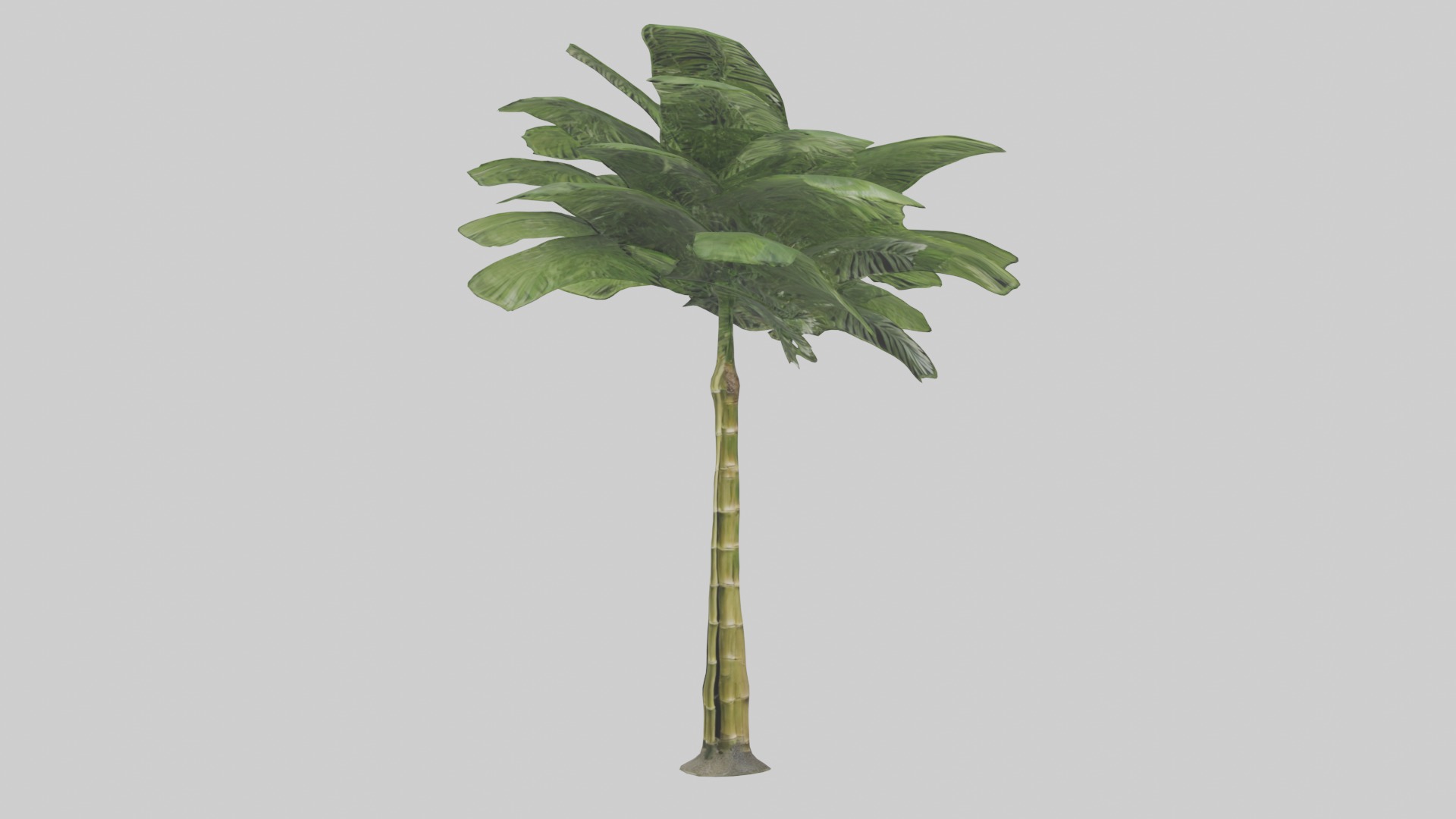 Bamboo Palm Model Low-poly 3D model_2