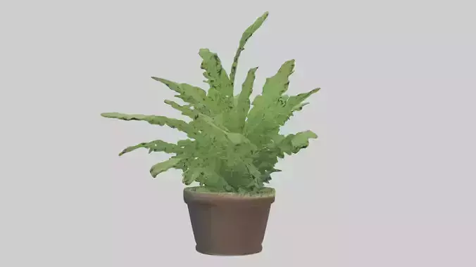 Asparagus Fern Model Low-poly 3D model