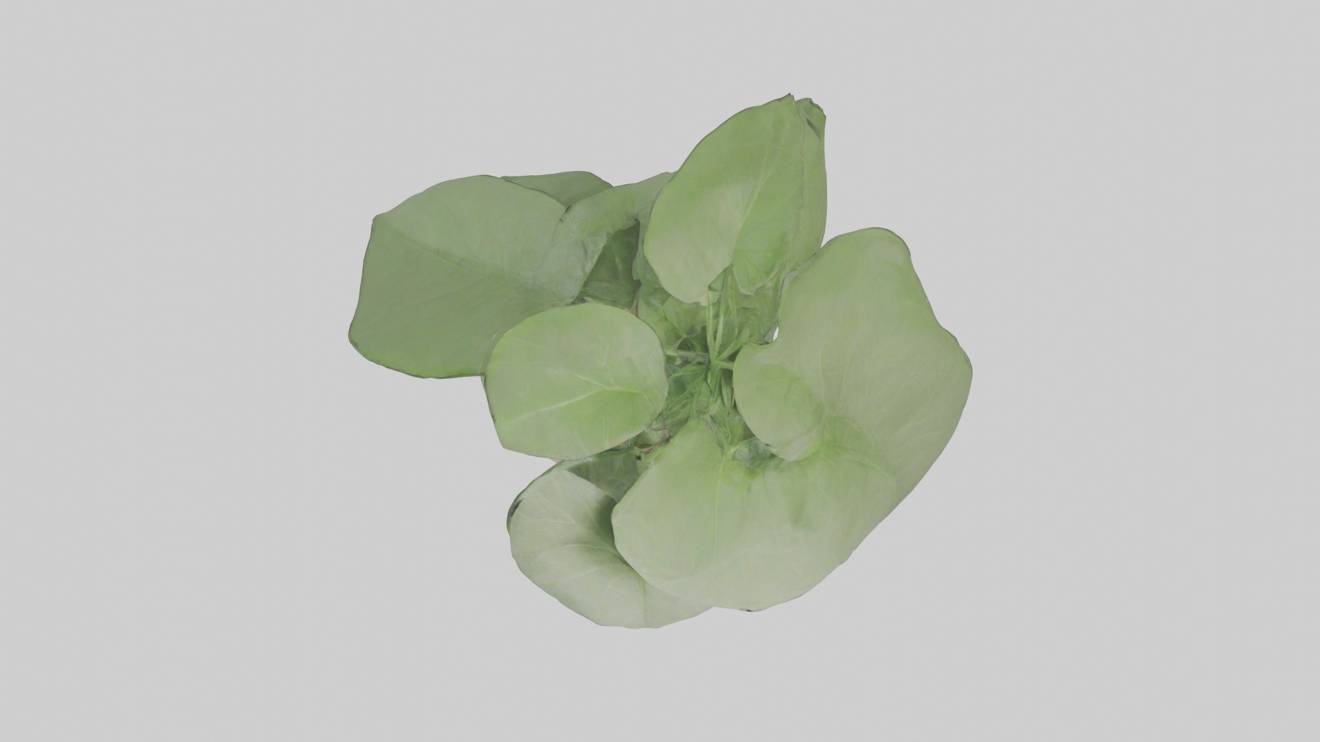 Arrowhead Plant Model Low-poly 3D model_2
