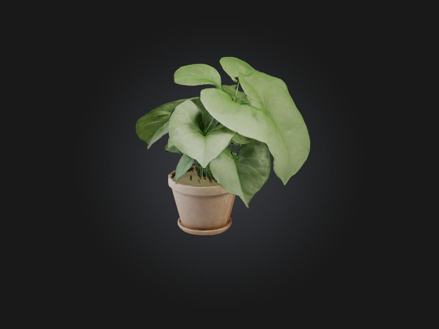 Arrowhead Plant Model Low-poly 3D model_9