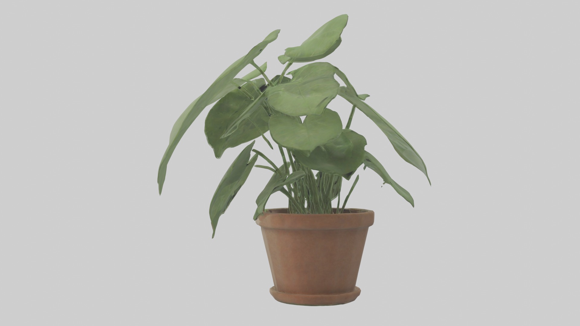 Arrowhead Plant Model Low-poly 3D model_19