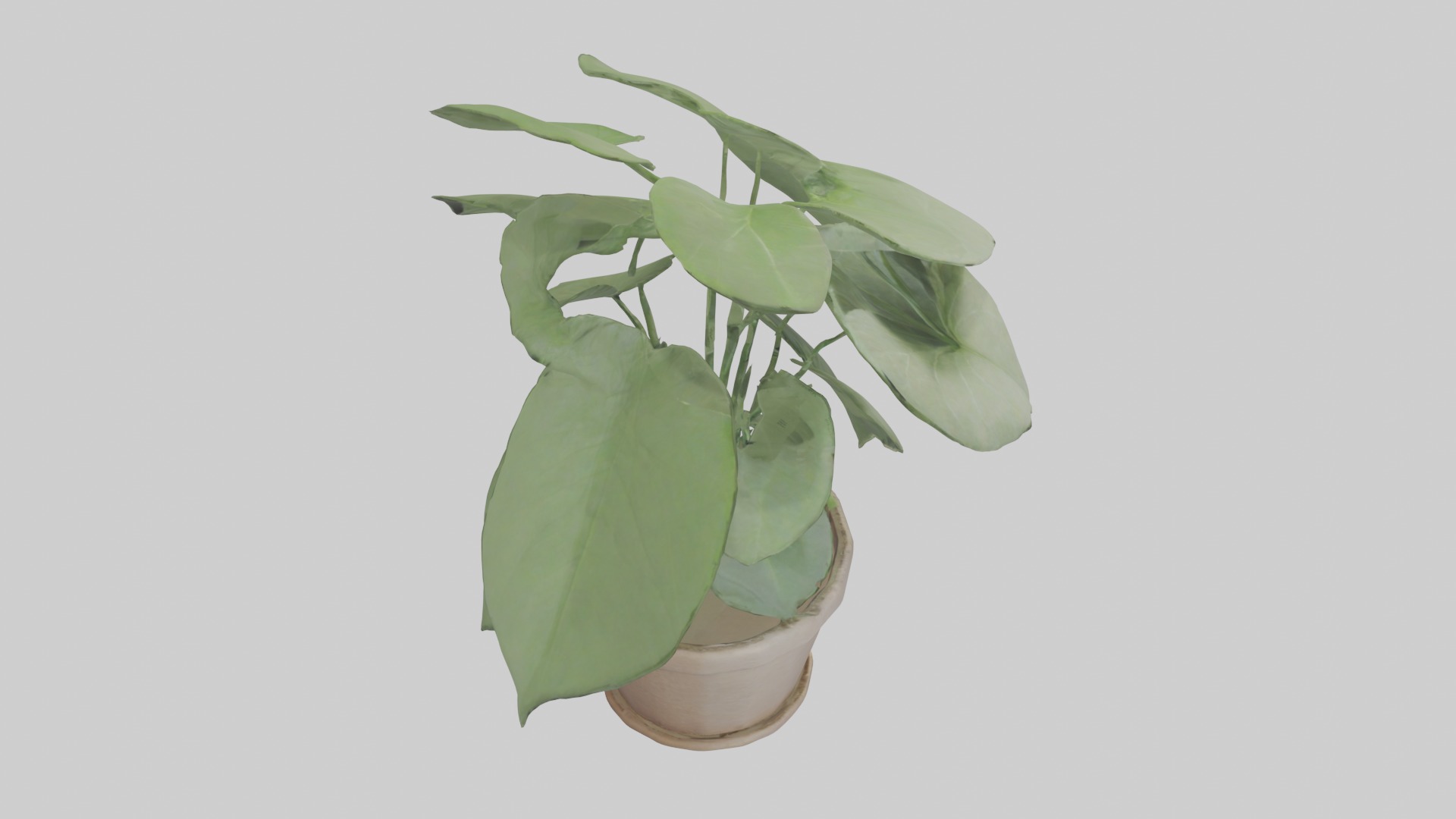 Arrowhead Plant Model Low-poly 3D model_18