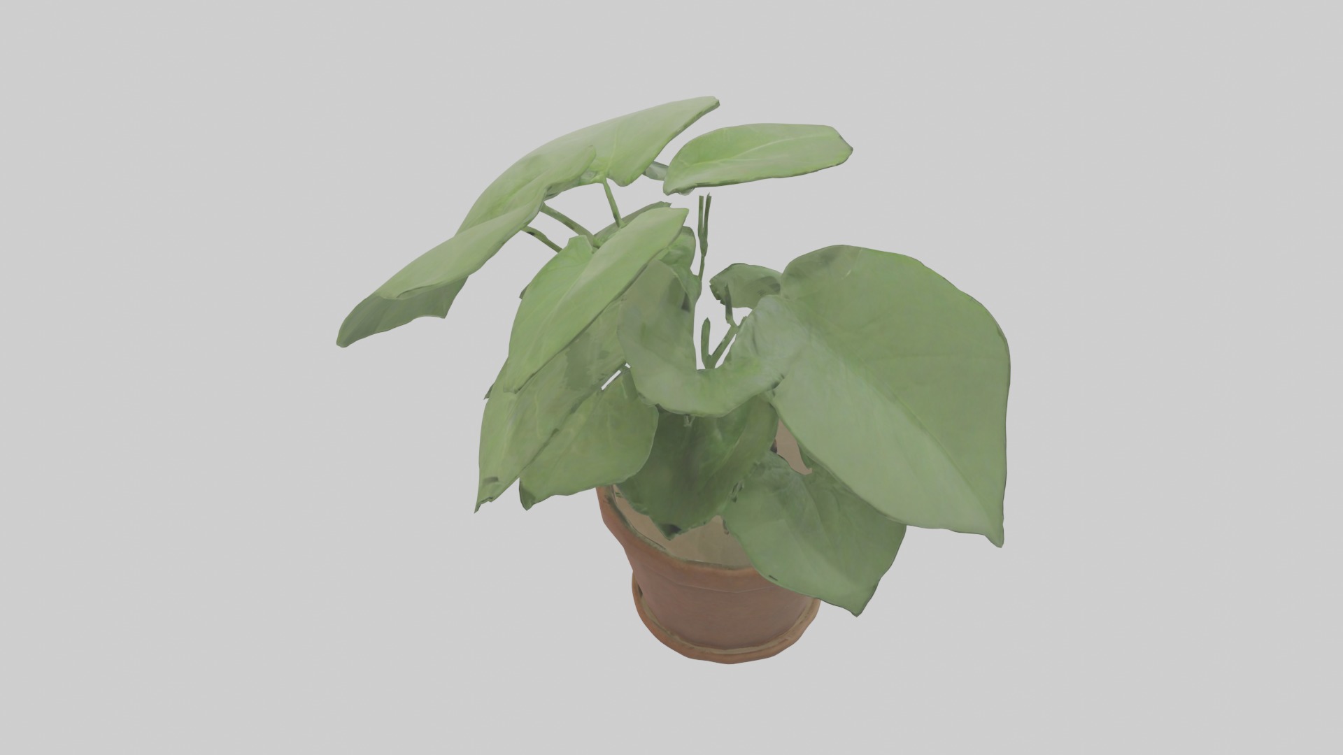Arrowhead Plant Model Low-poly 3D model_5