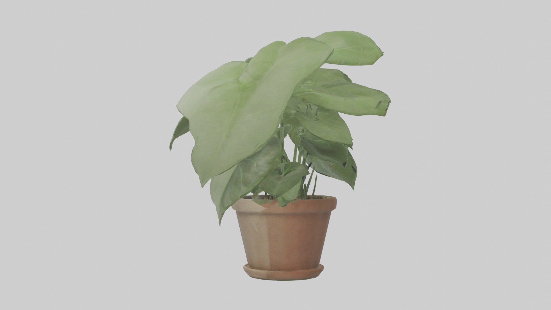 Arrowhead Plant Model Low-poly 3D model_1