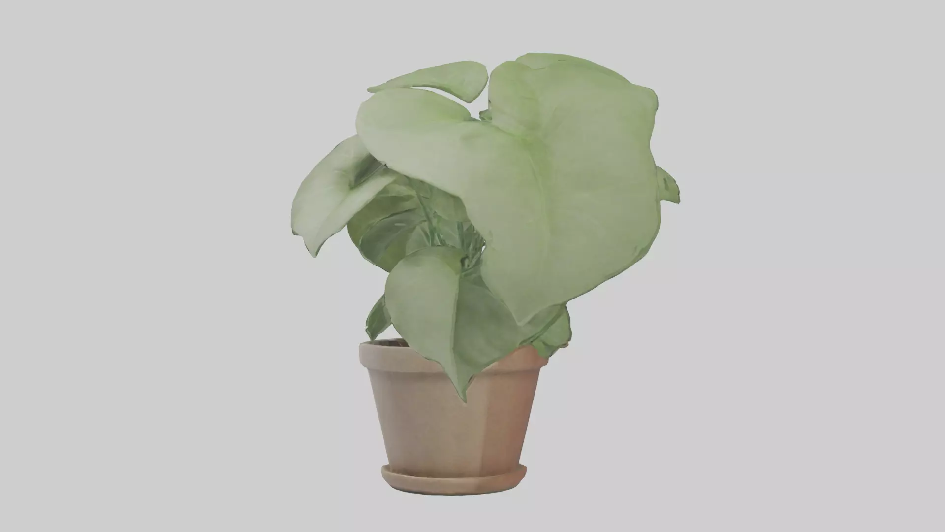 Arrowhead Plant Model Low-poly 3D model_0