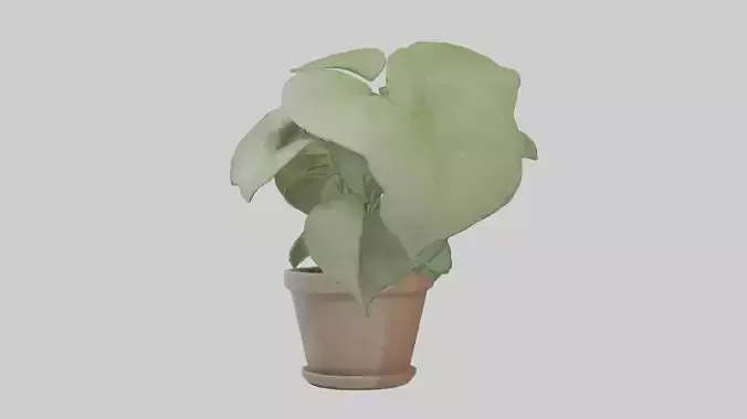 Arrowhead Plant Model Low-poly 3D model