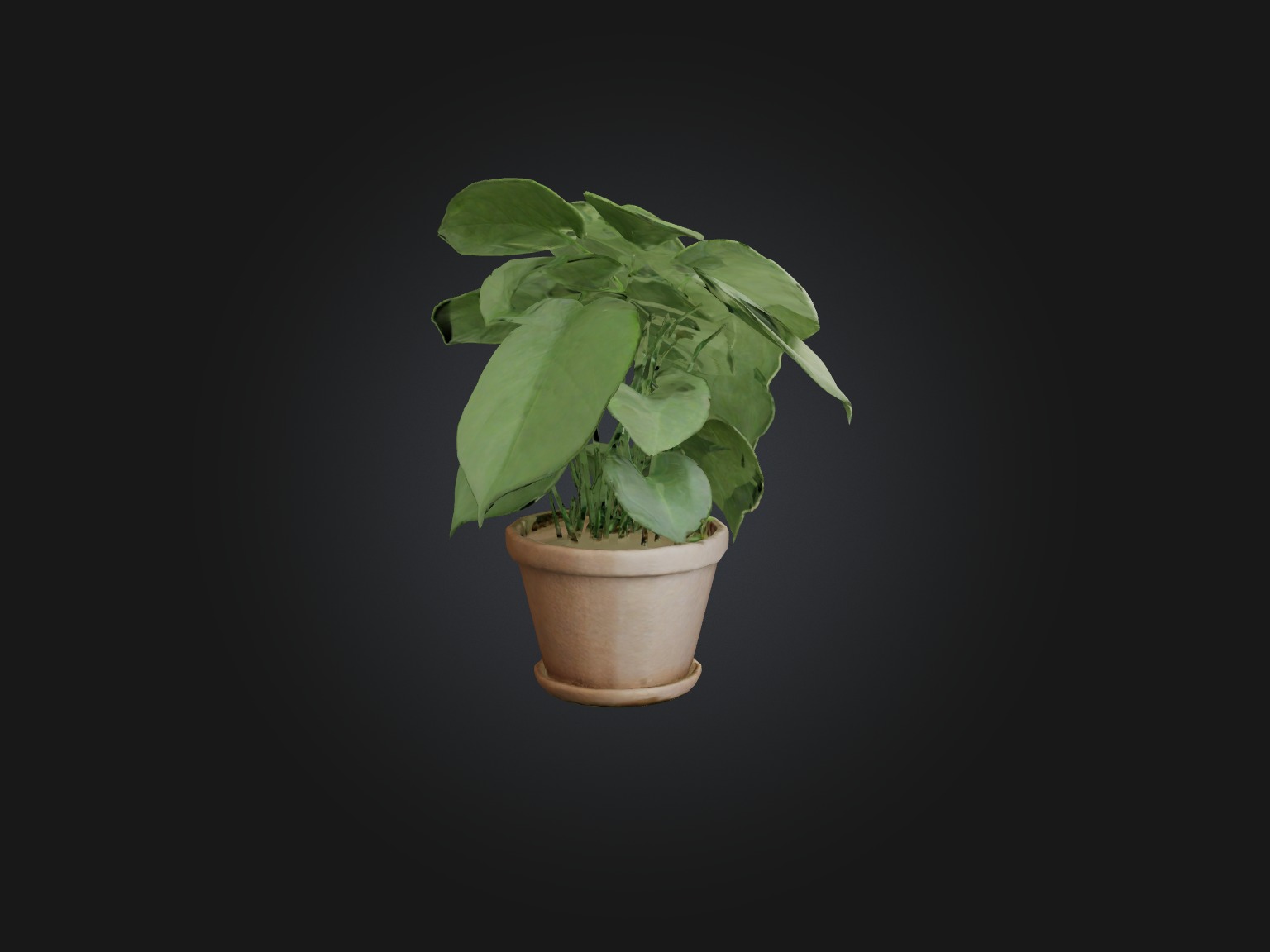 Arrowhead Plant Model Low-poly 3D model_13