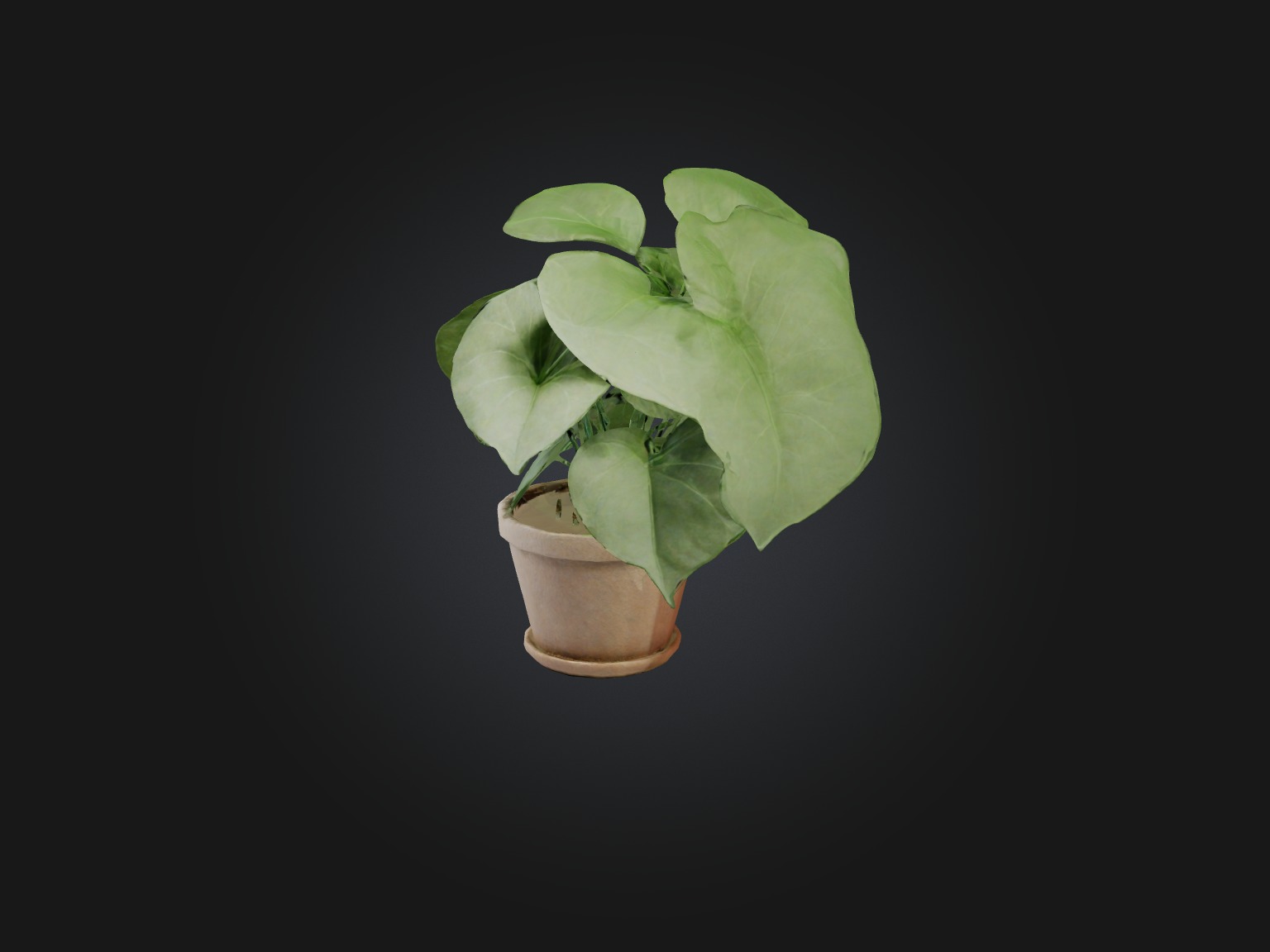 Arrowhead Plant Model Low-poly 3D model_7