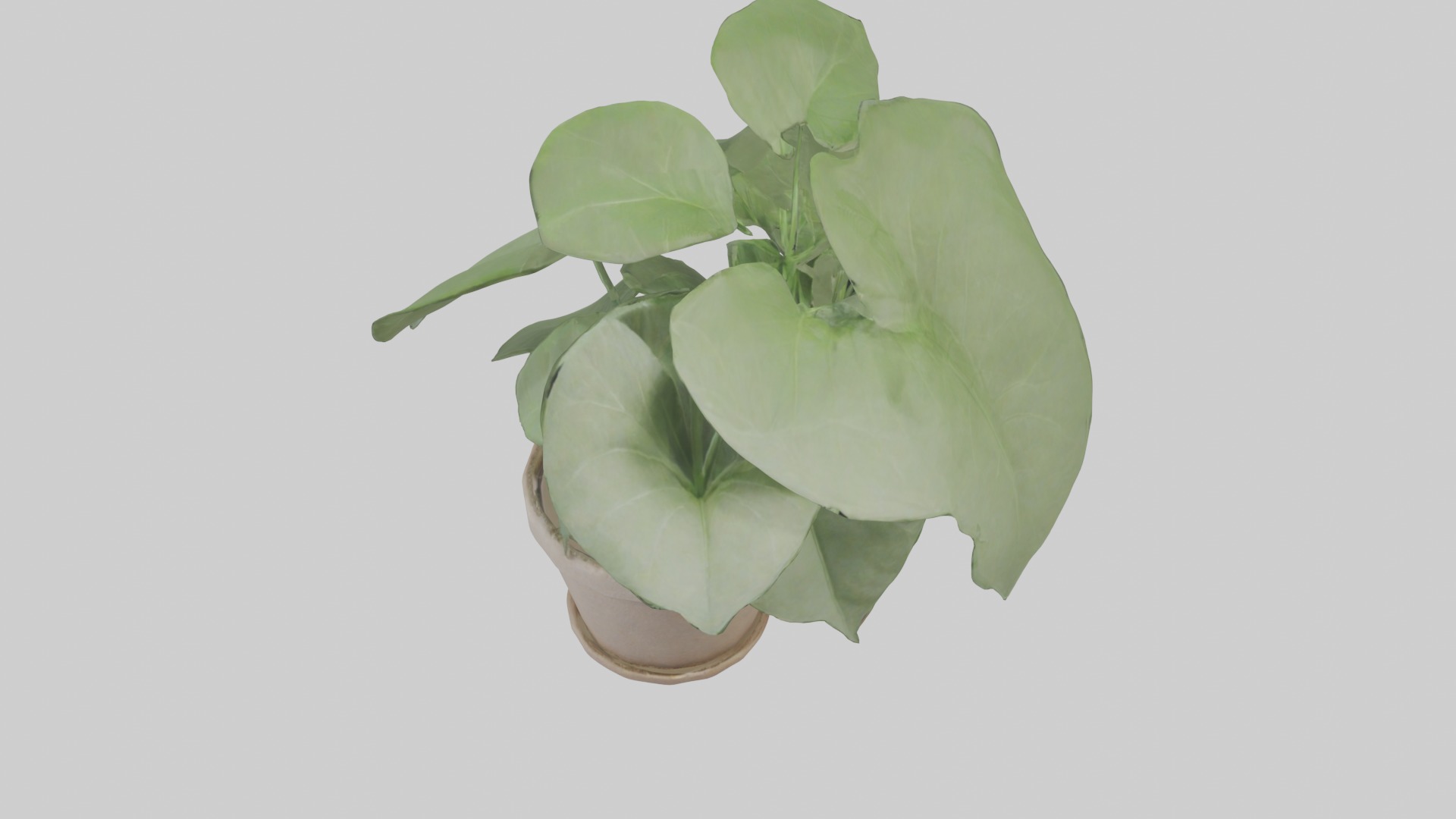 Arrowhead Plant Model Low-poly 3D model_3