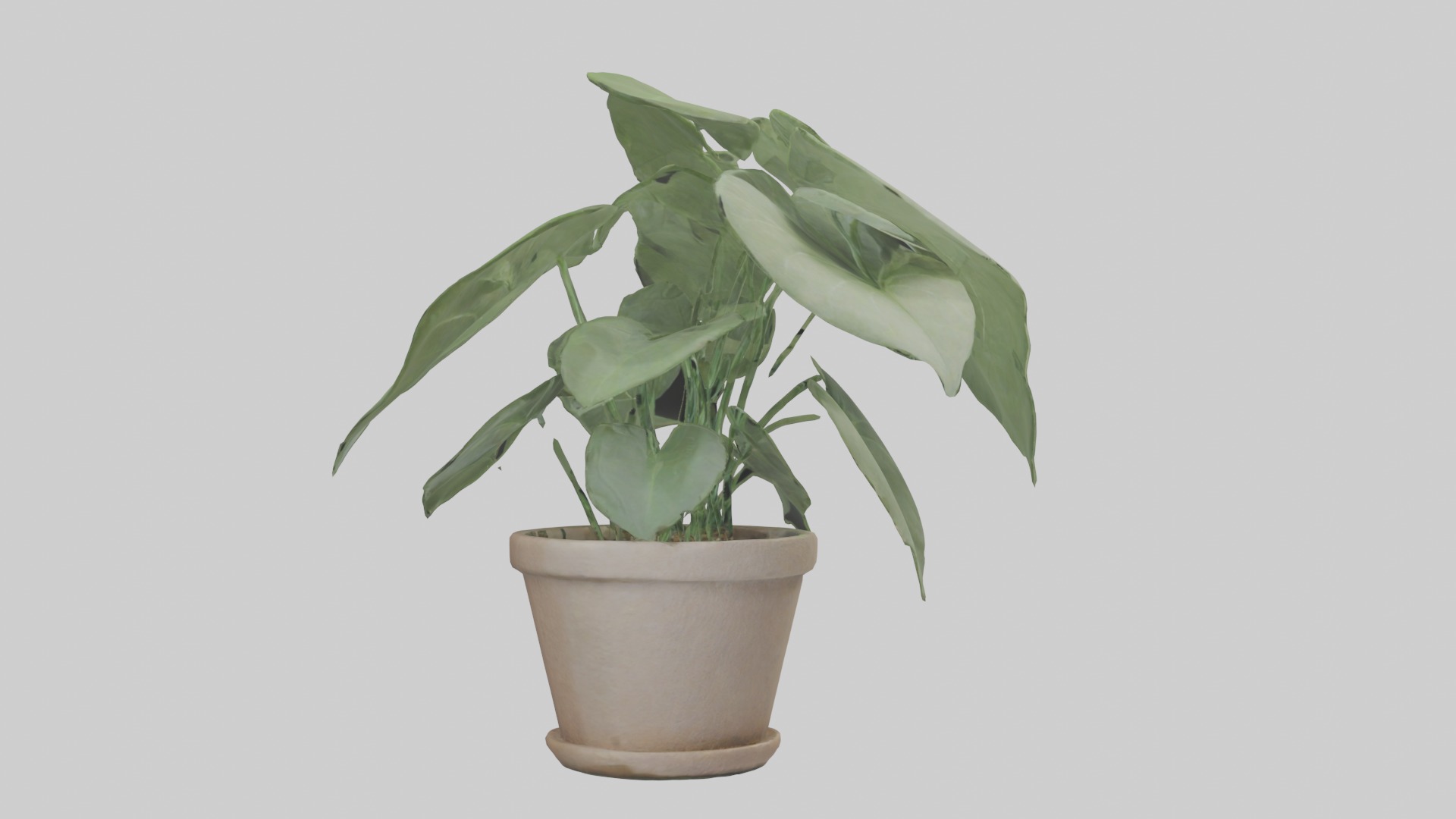 Arrowhead Plant Model Low-poly 3D model_15