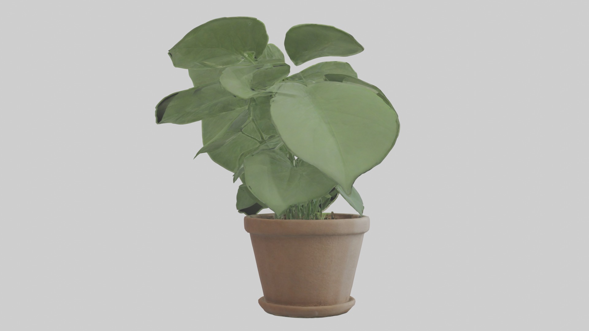 Arrowhead Plant Model Low-poly 3D model_17