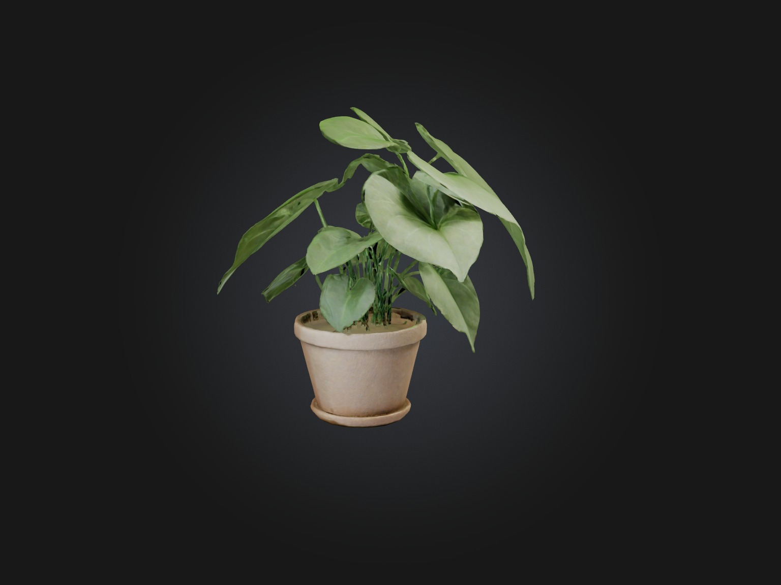 Arrowhead Plant Model Low-poly 3D model_11