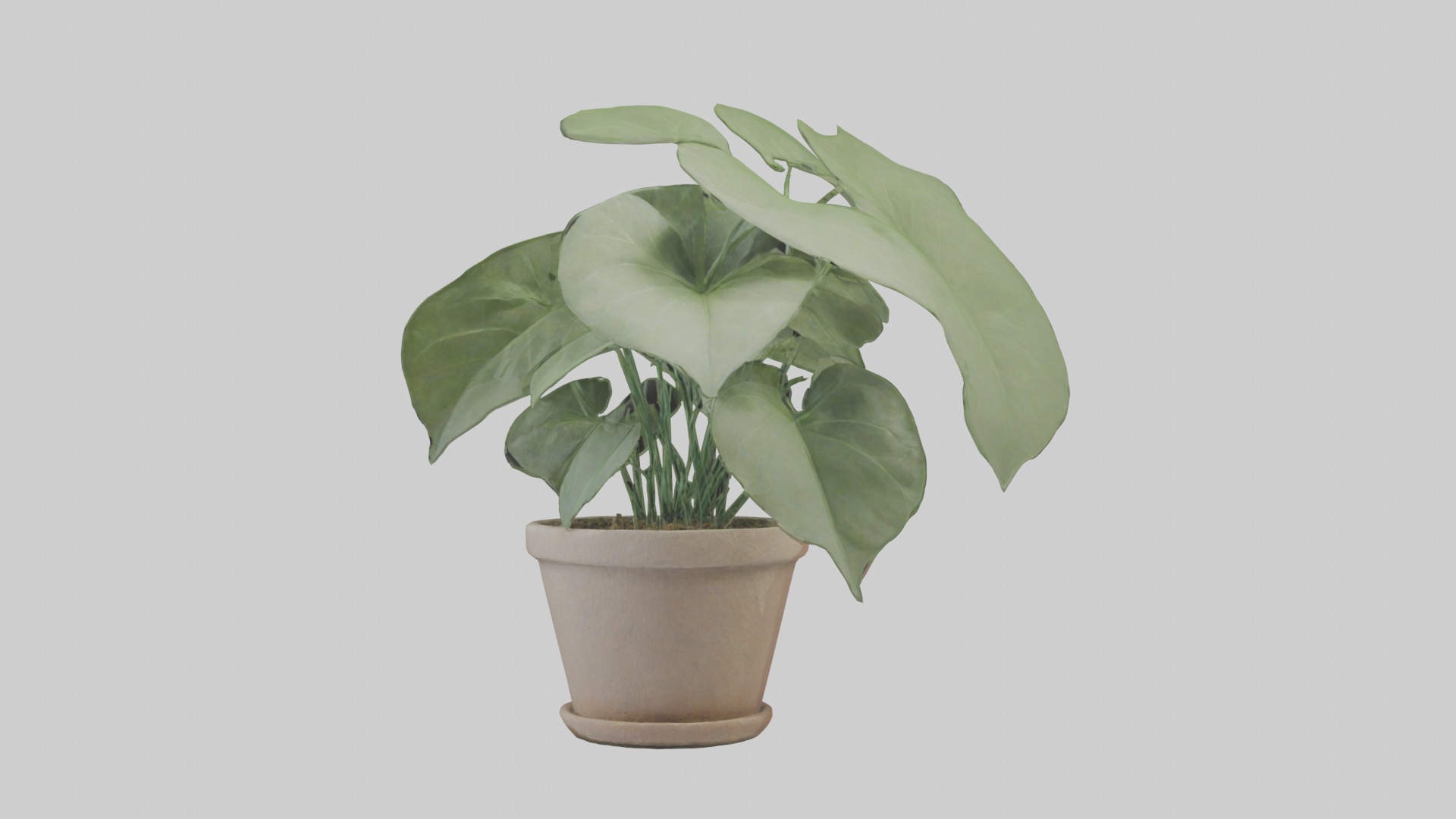 Arrowhead Plant Model Low-poly 3D model_16