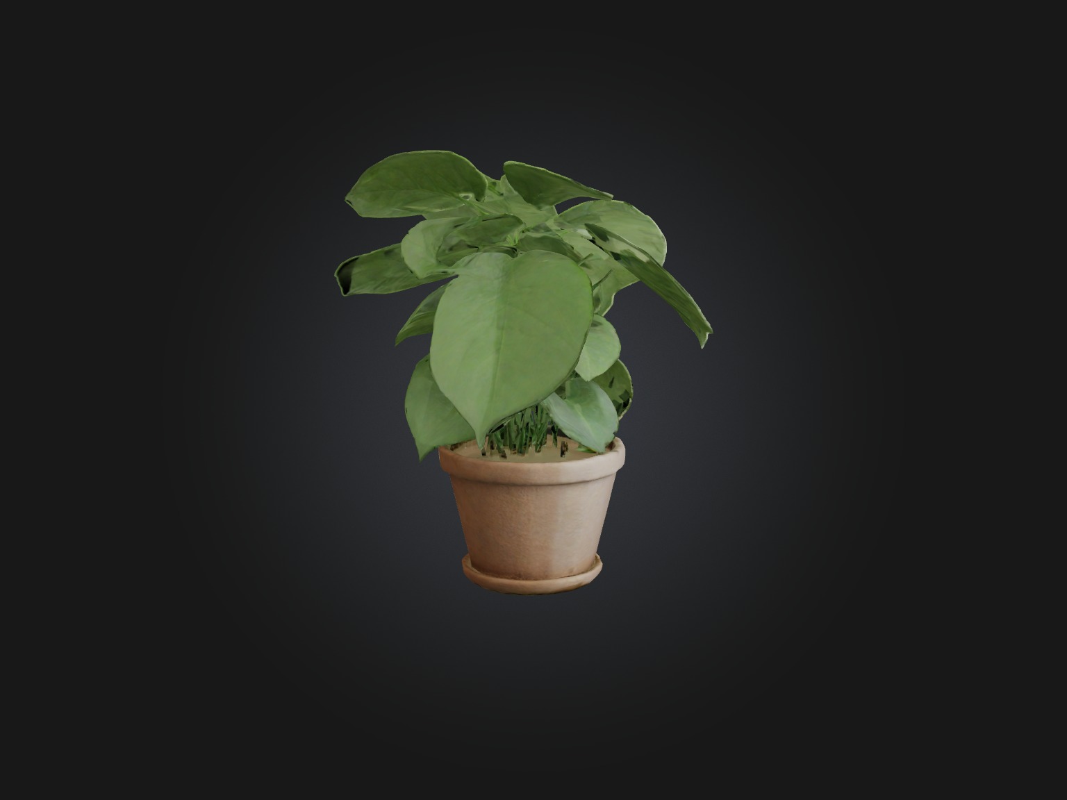 Arrowhead Plant Model Low-poly 3D model_14