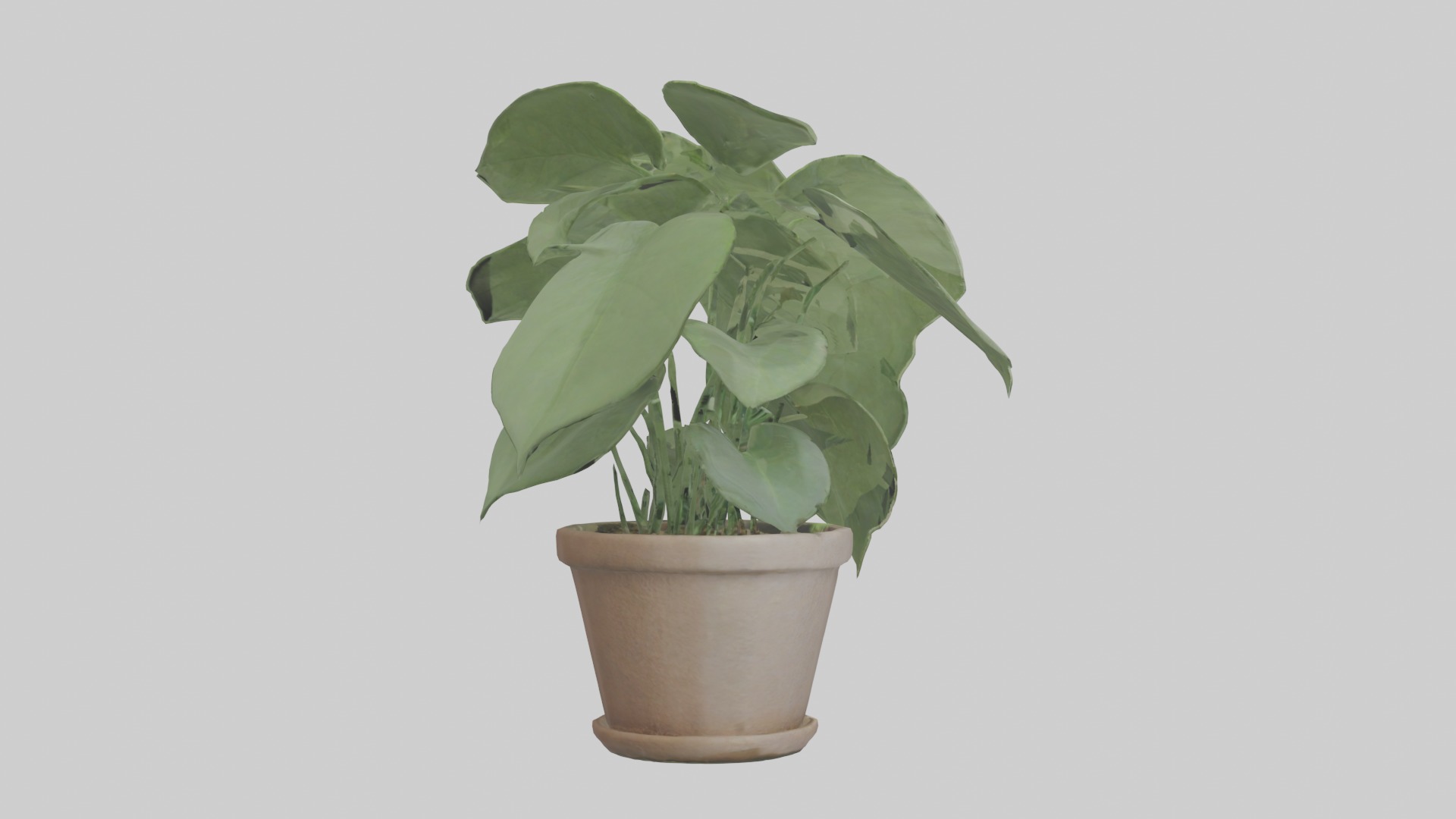 Arrowhead Plant Model Low-poly 3D model_4