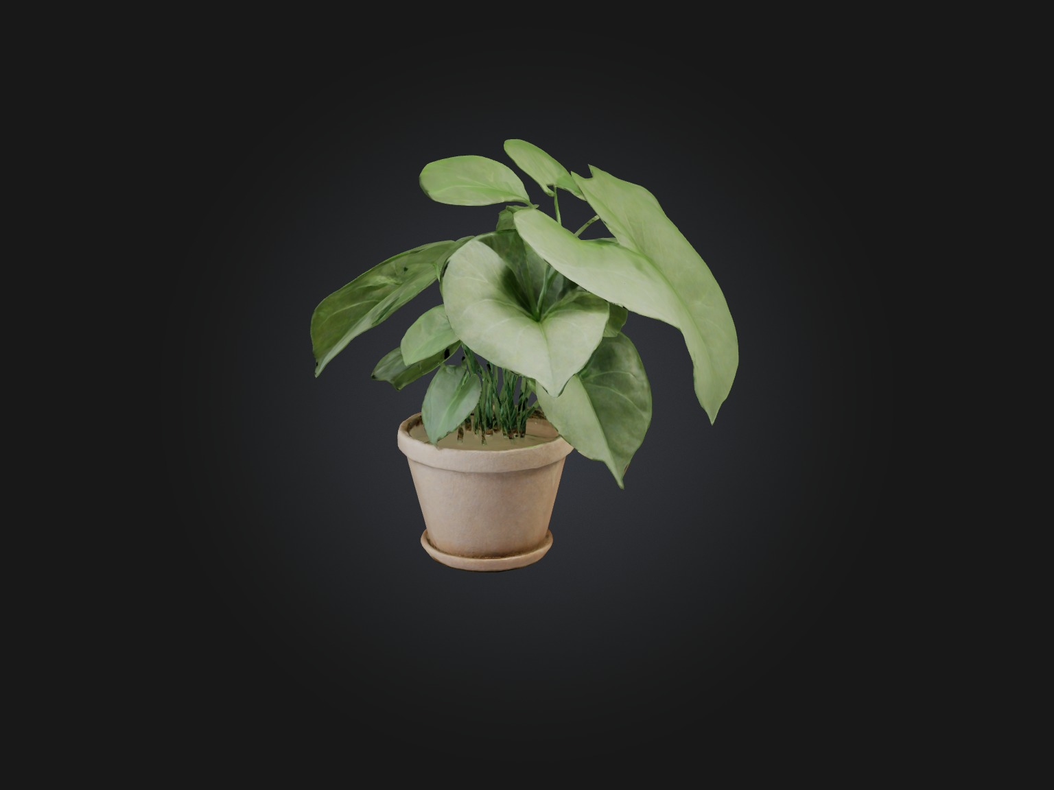 Arrowhead Plant Model Low-poly 3D model_10
