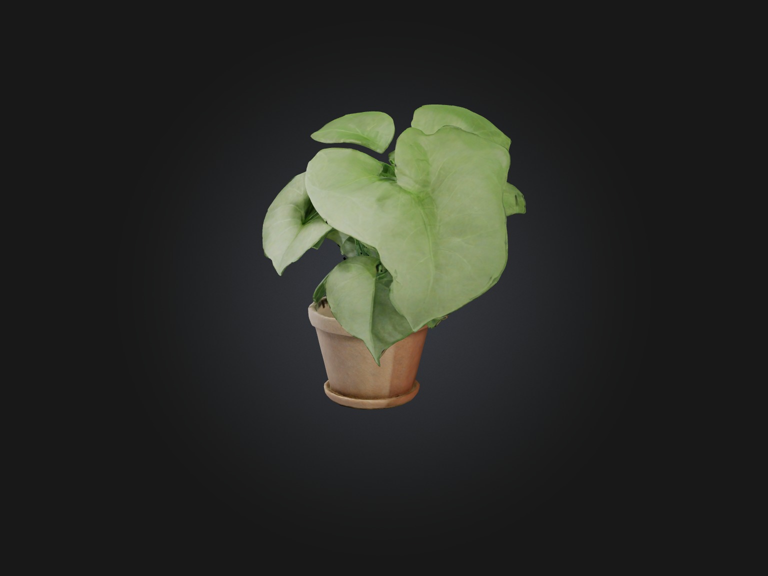 Arrowhead Plant Model Low-poly 3D model_6