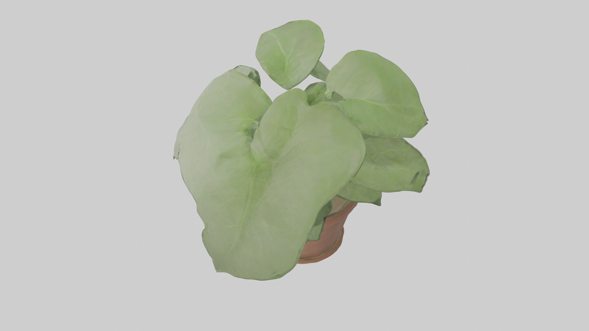 Arrowhead Plant Model Low-poly 3D model_20