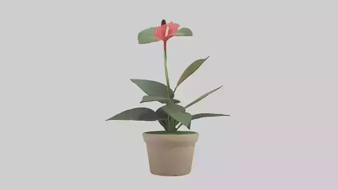 Anthurium Model