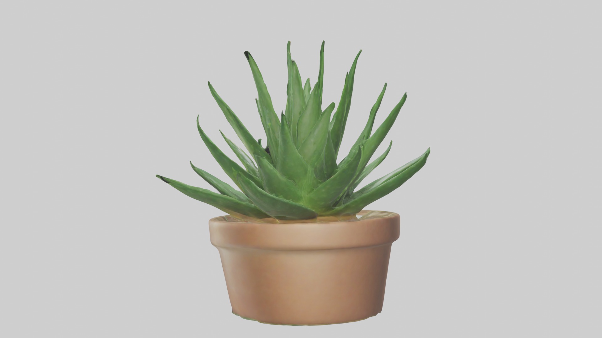 Aloe Vera Model Low-poly 3D model_16