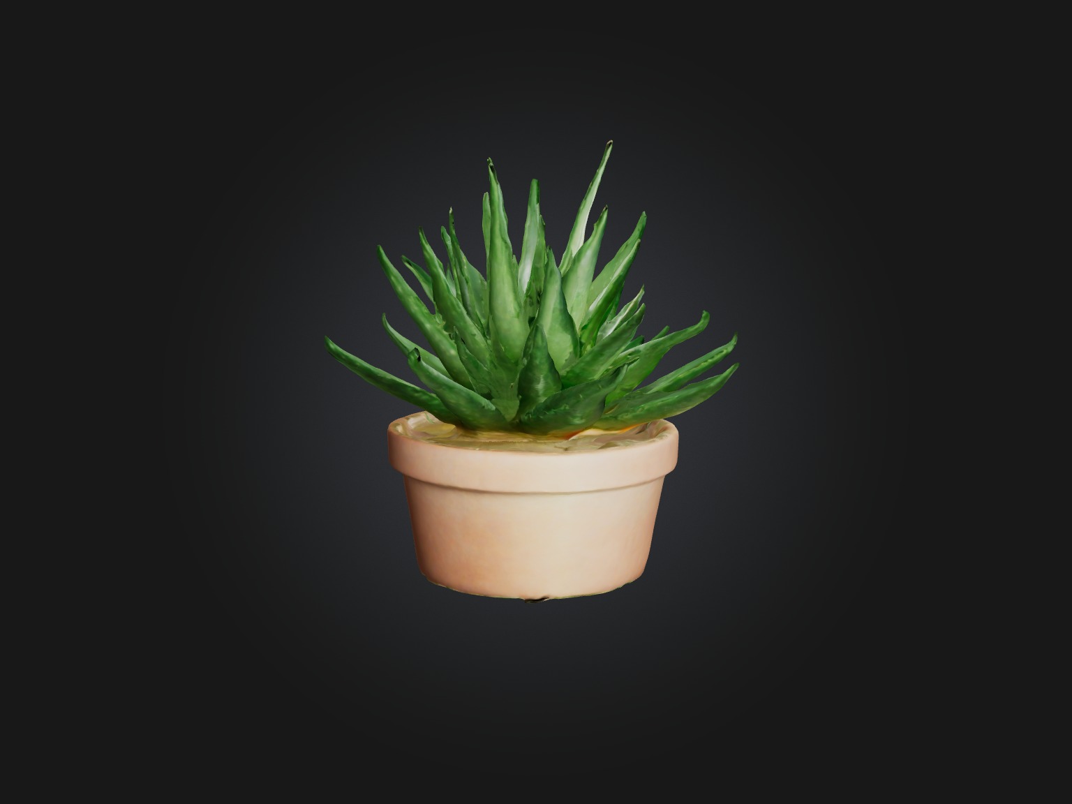 Aloe Vera Model Low-poly 3D model_14