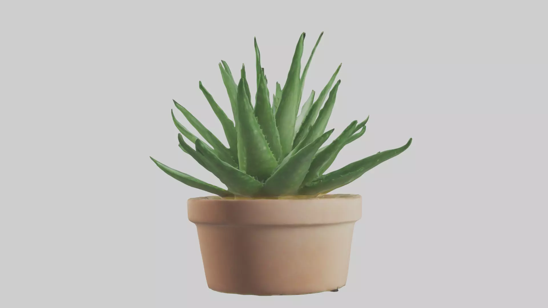 Aloe Vera Model Low-poly 3D model_0