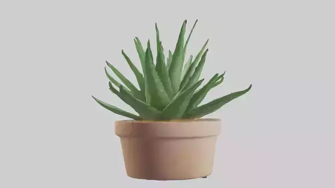 Aloe Vera Model
