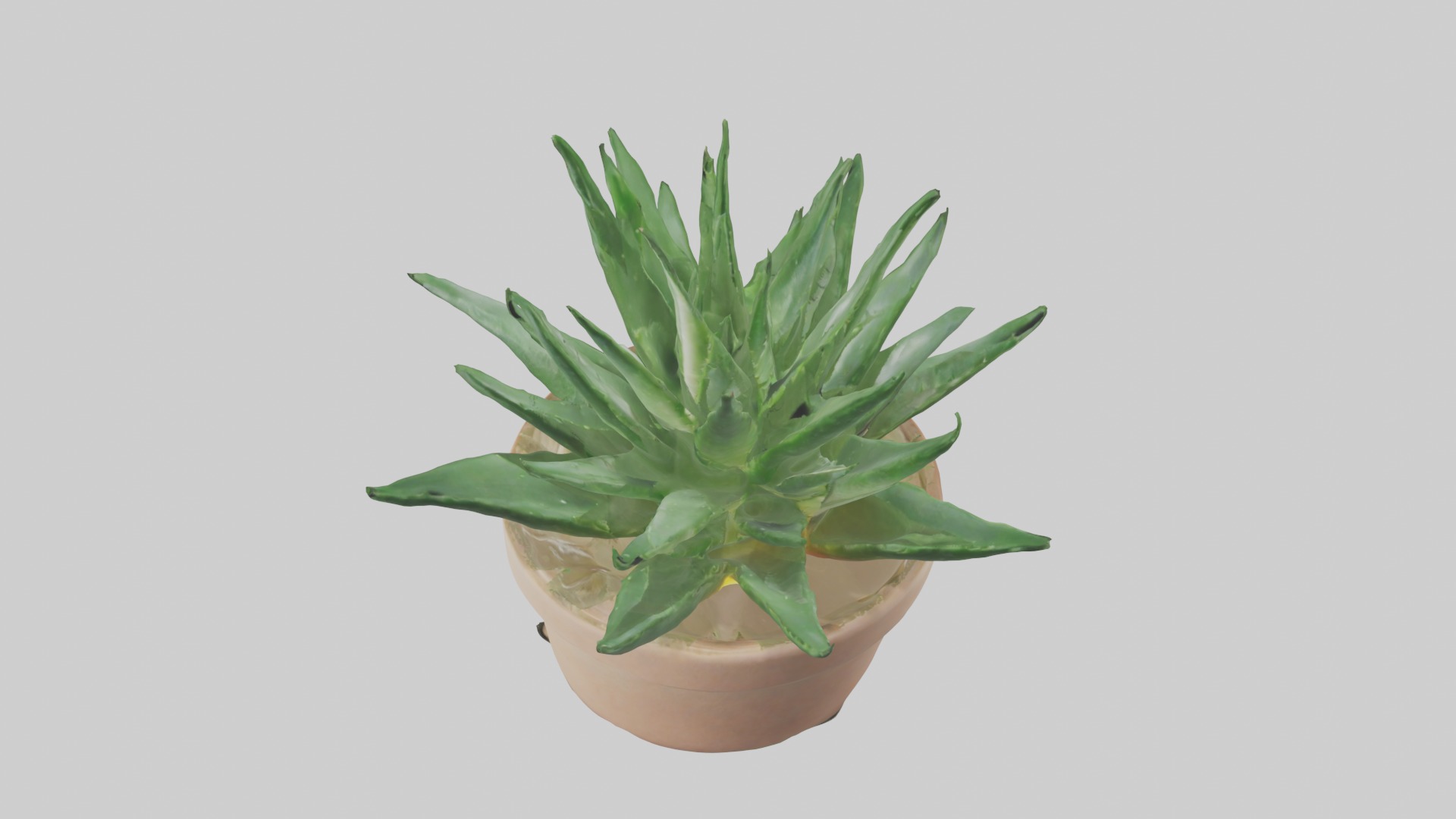 Aloe Vera Model Low-poly 3D model_3