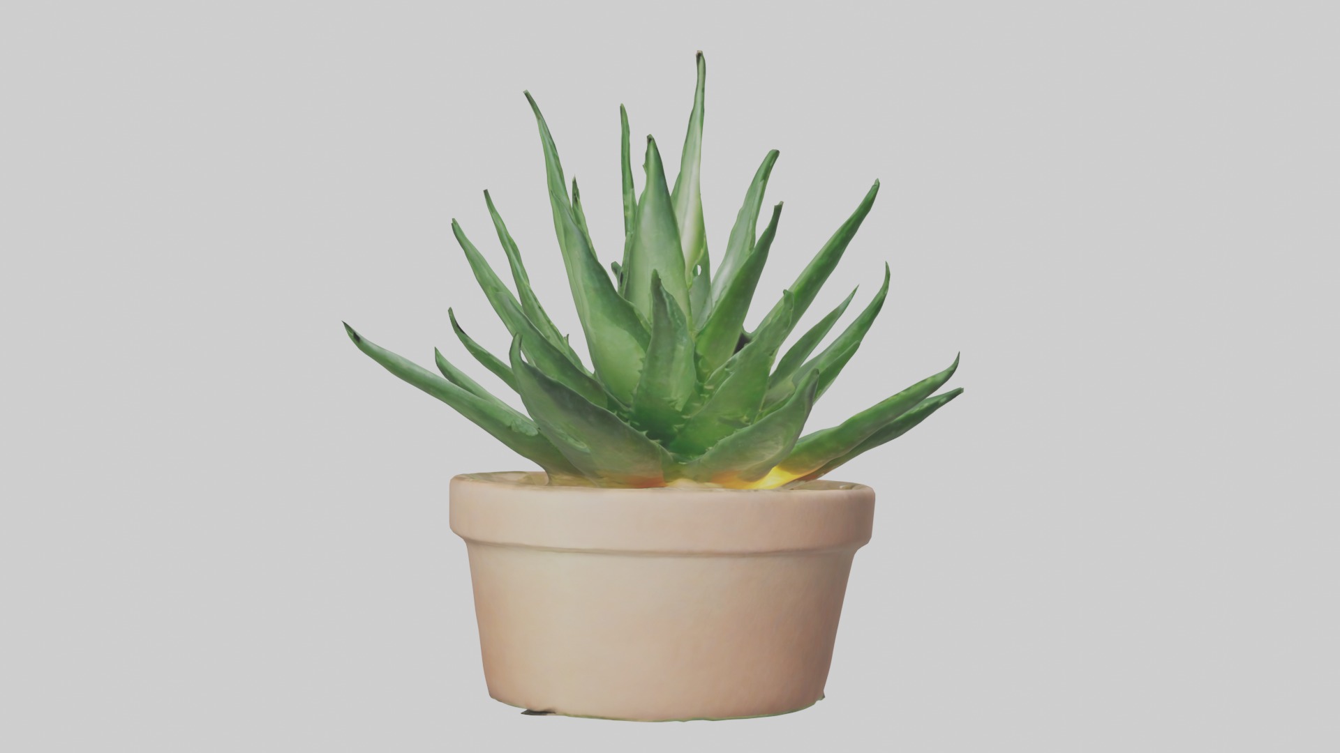 Aloe Vera Model Low-poly 3D model_4