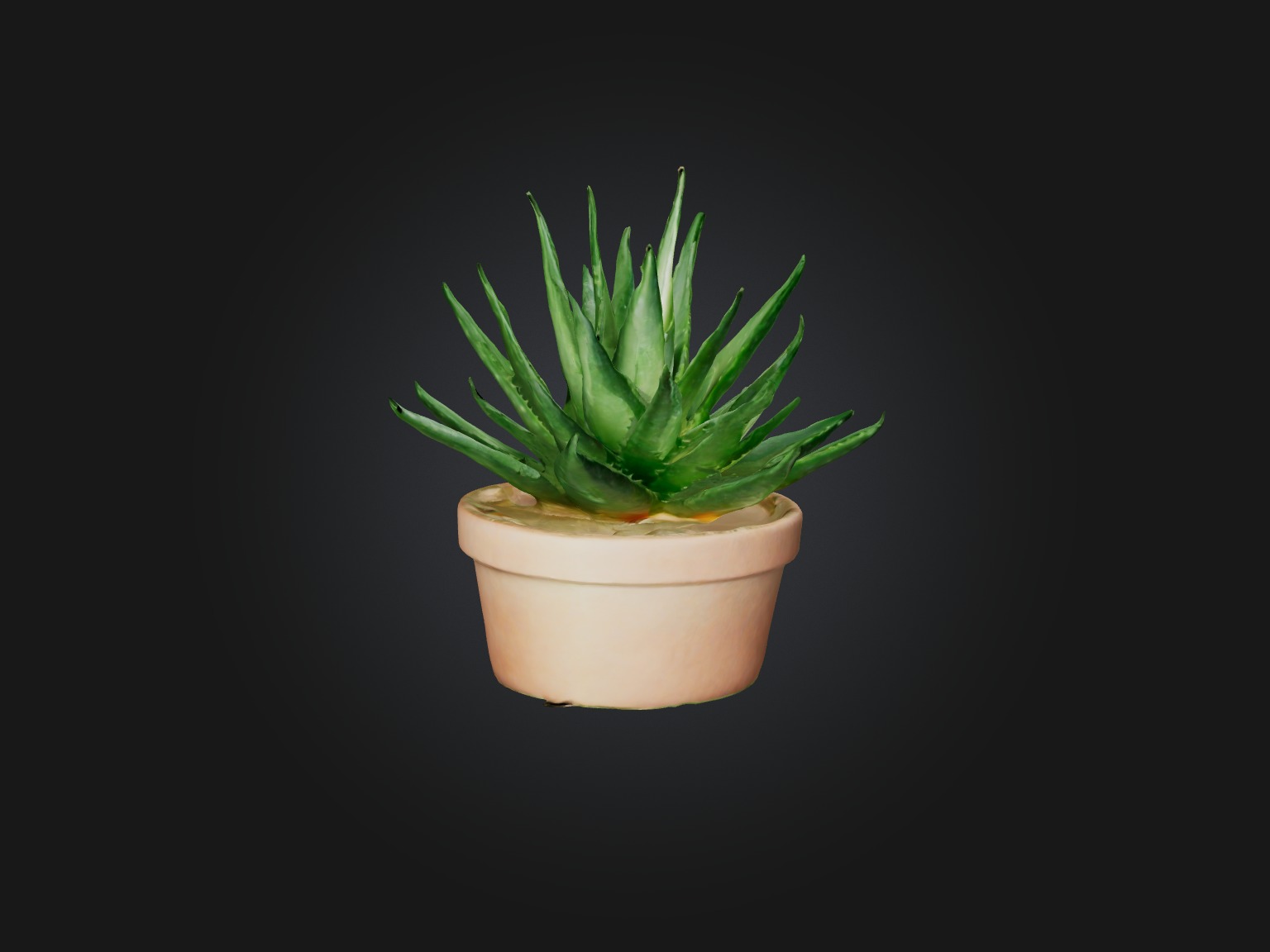 Aloe Vera Model Low-poly 3D model_13