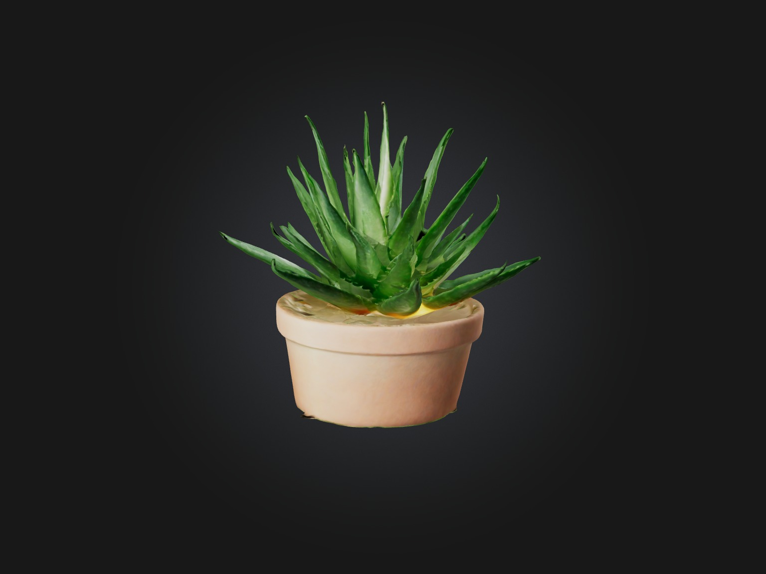 Aloe Vera Model Low-poly 3D model_11