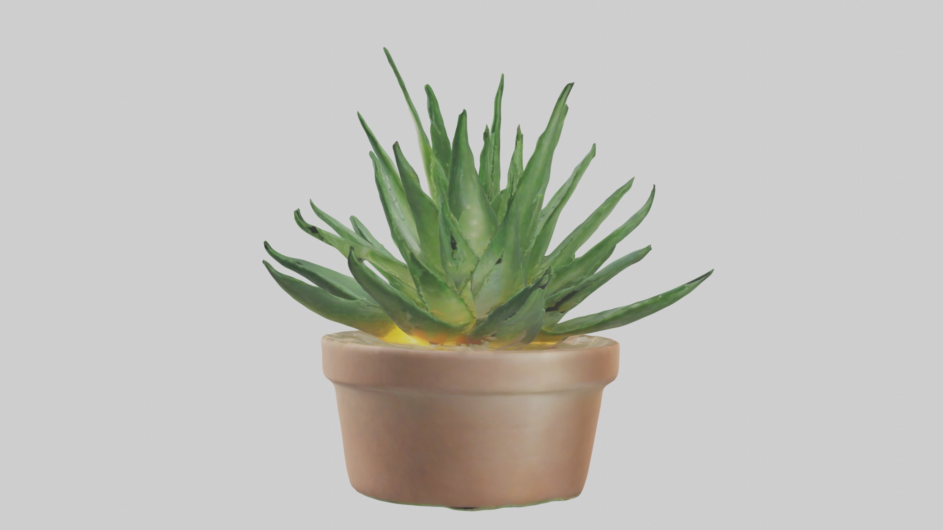 Aloe Vera Model Low-poly 3D model_1