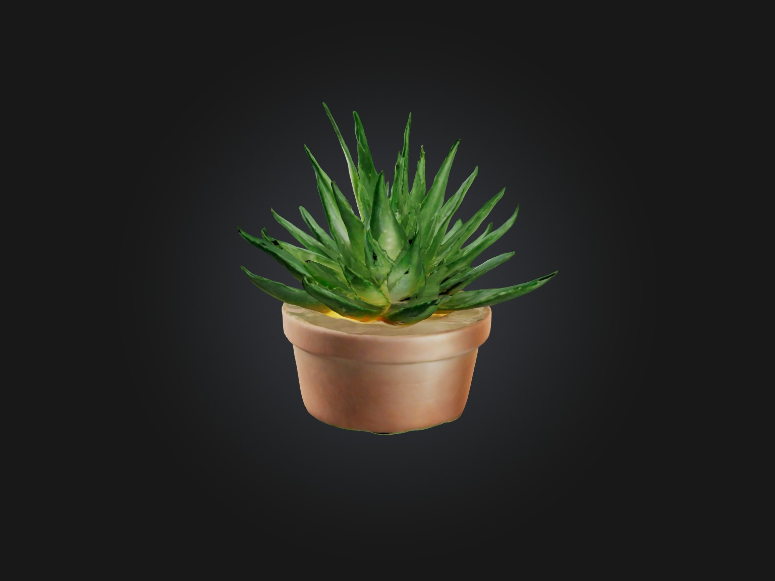 Aloe Vera Model Low-poly 3D model_6