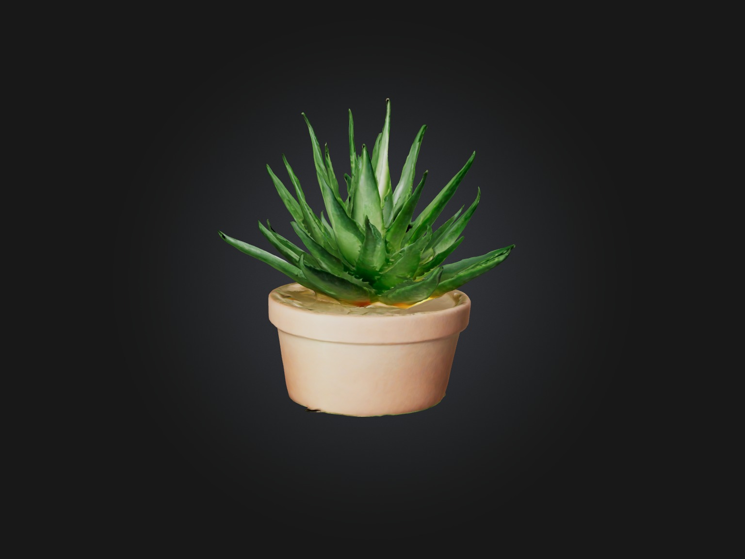 Aloe Vera Model Low-poly 3D model_12