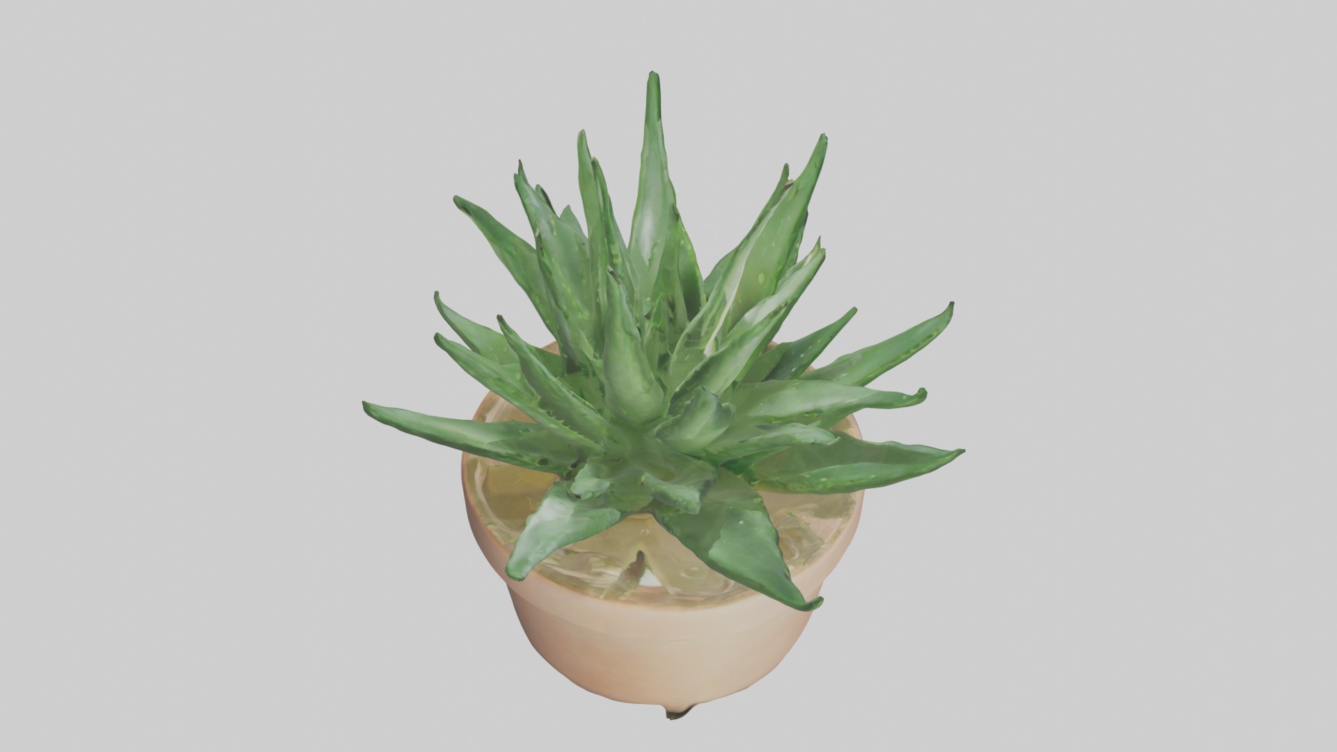 Aloe Vera Model Low-poly 3D model_19