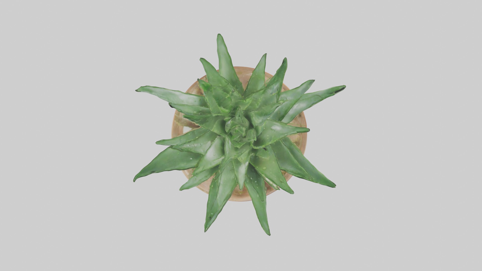 Aloe Vera Model Low-poly 3D model_18