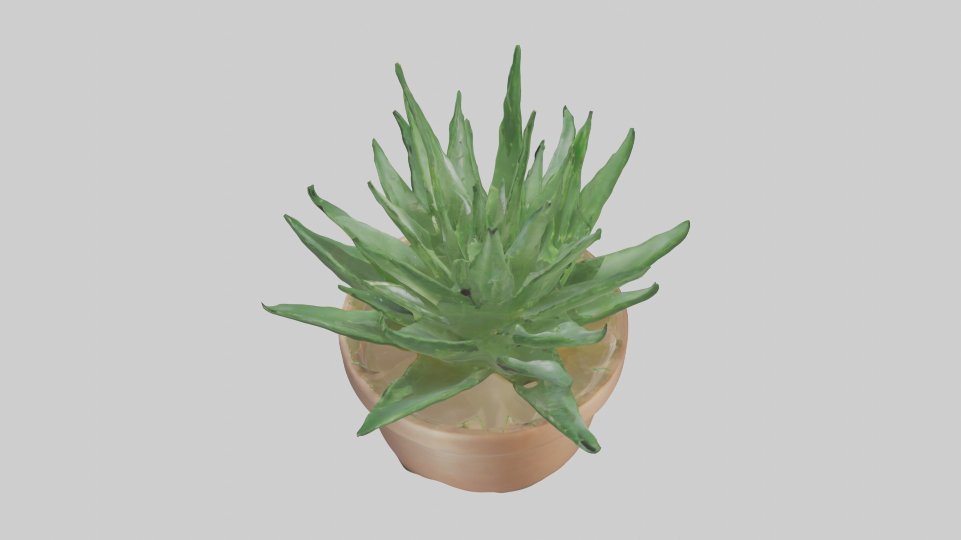 Aloe Vera Model Low-poly 3D model_21