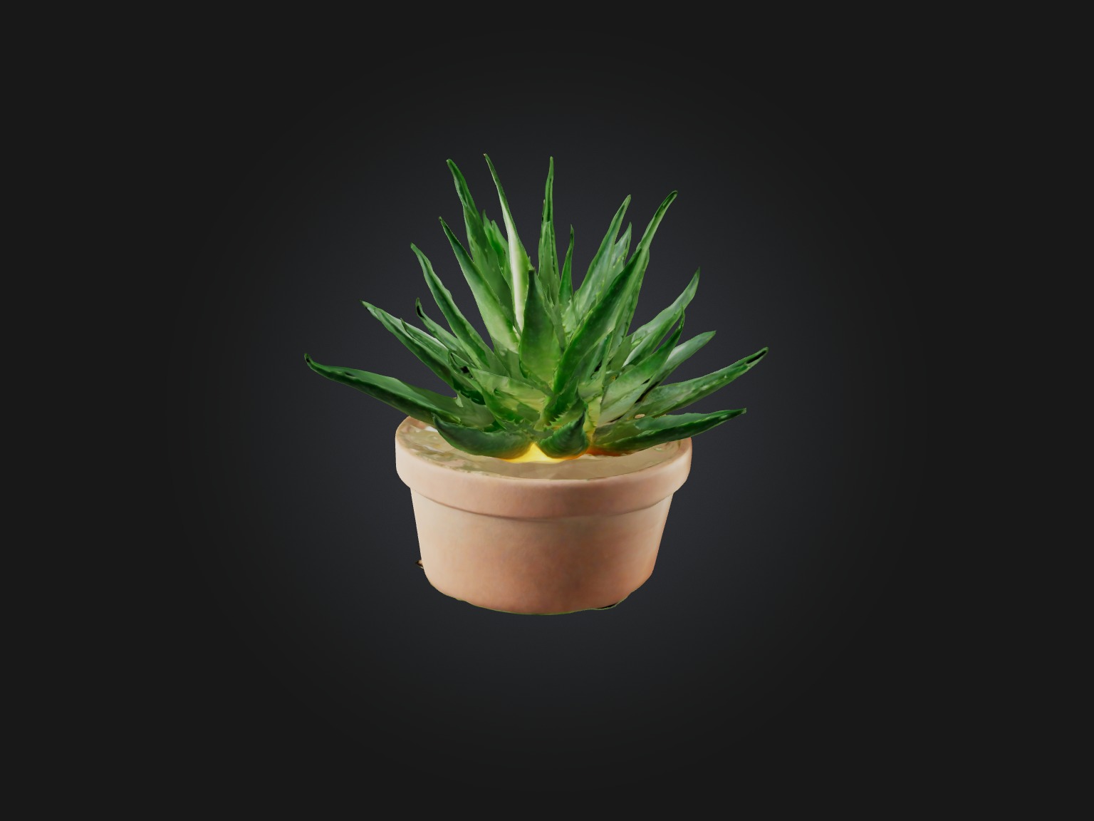 Aloe Vera Model Low-poly 3D model_9