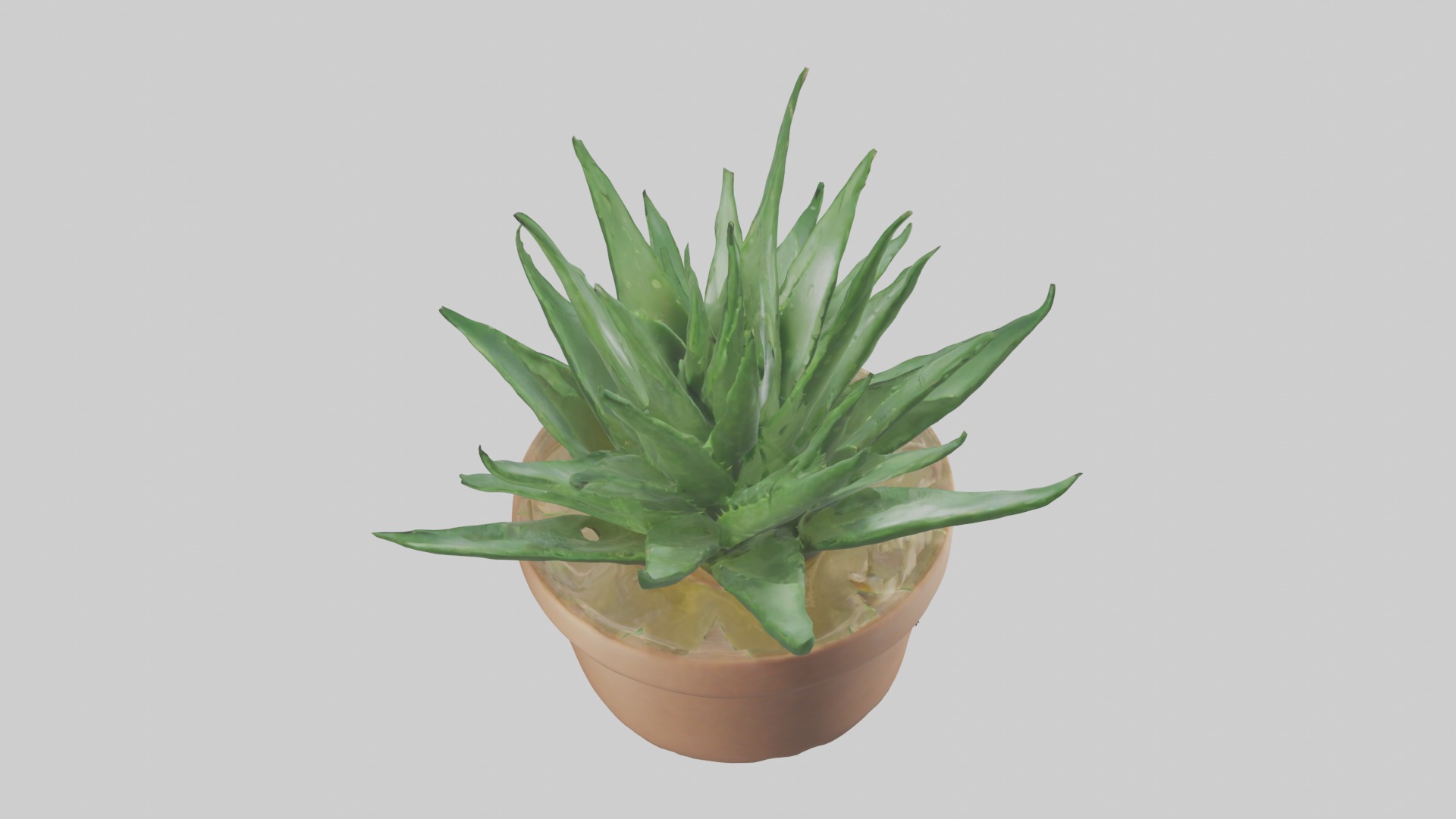 Aloe Vera Model Low-poly 3D model_17