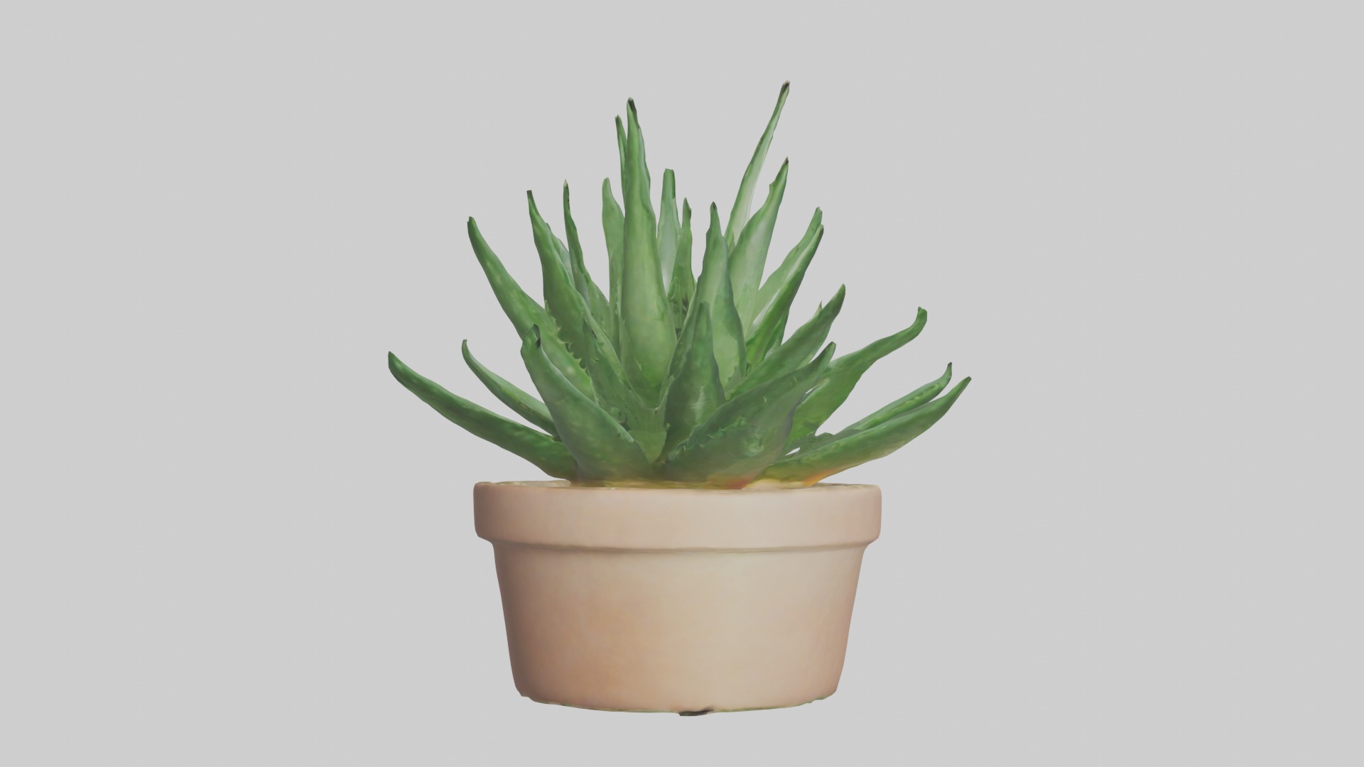 Aloe Vera Model Low-poly 3D model_20