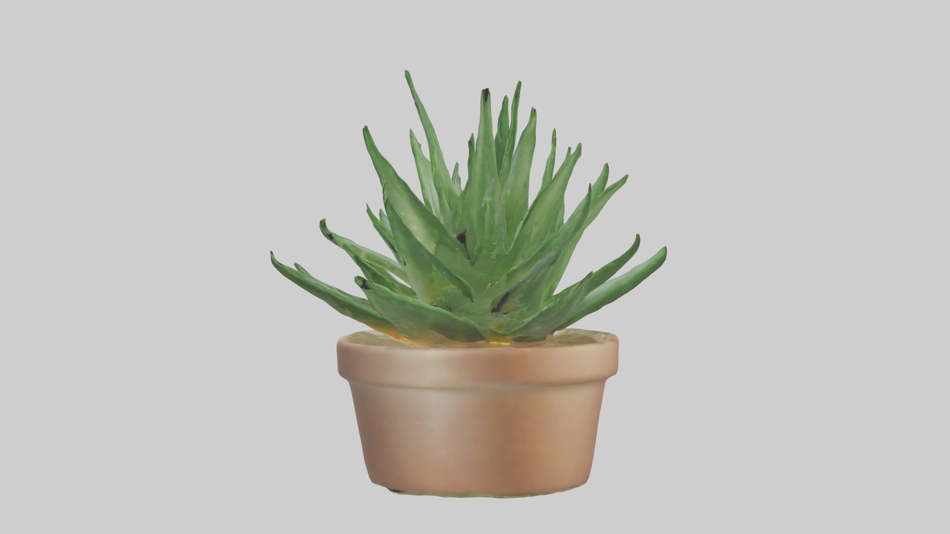 Aloe Vera Model Low-poly 3D model_5