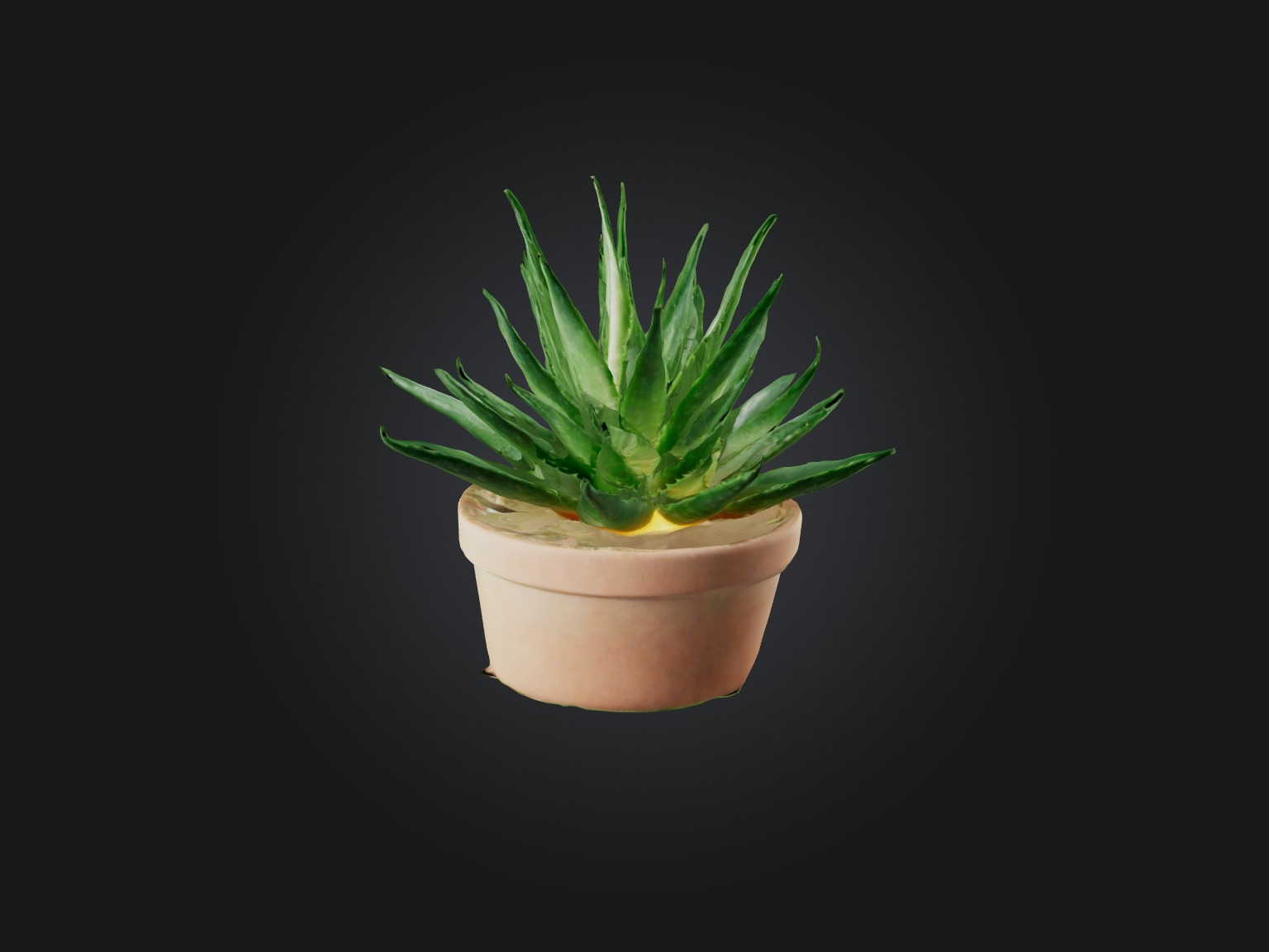 Aloe Vera Model Low-poly 3D model_10
