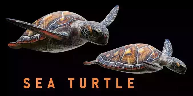 Animated Sea Turtle