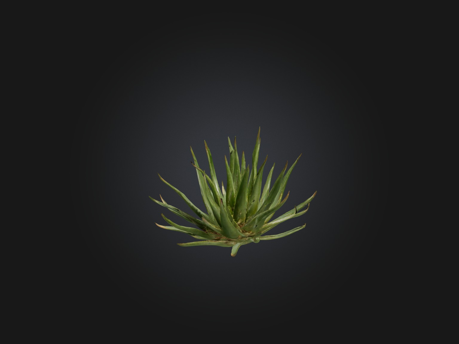 Aloe Ciliaris Model Low-poly 3D model_6