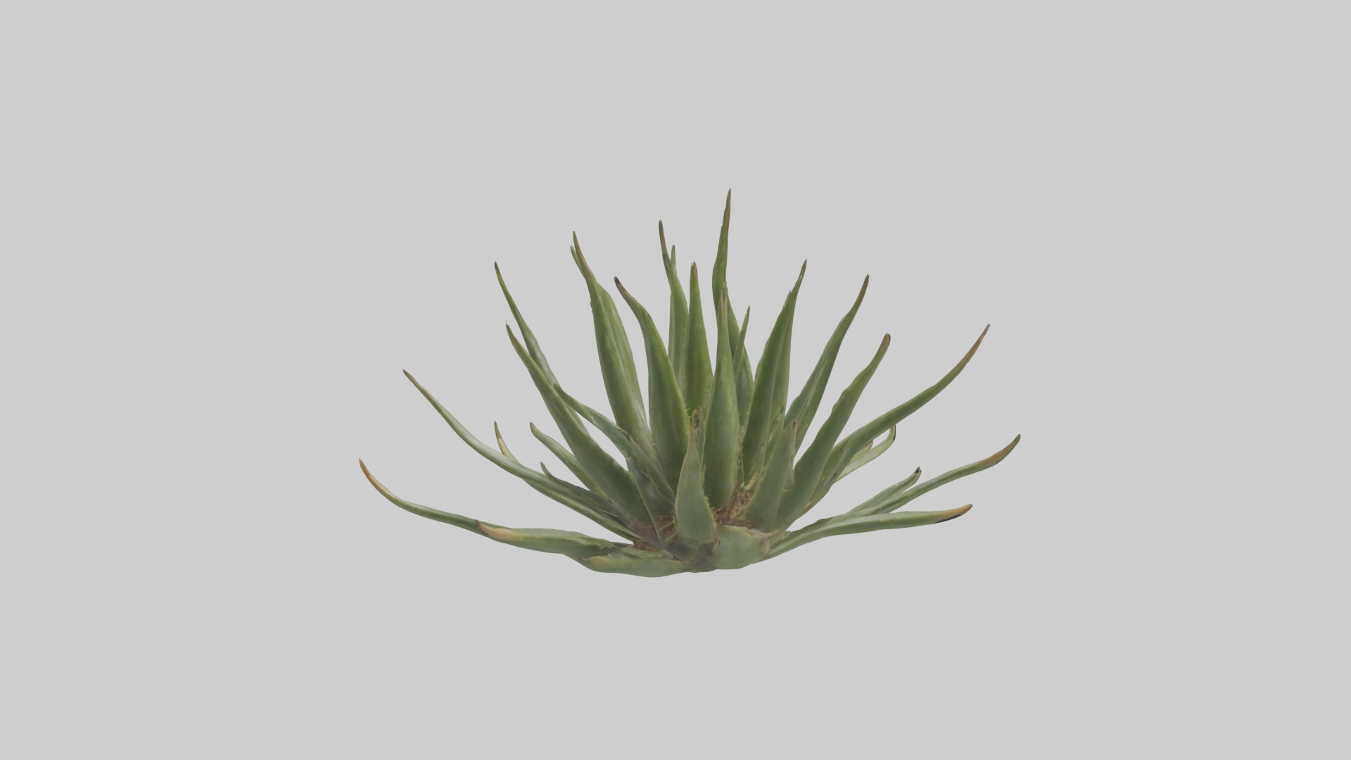 Aloe Ciliaris Model Low-poly 3D model_5