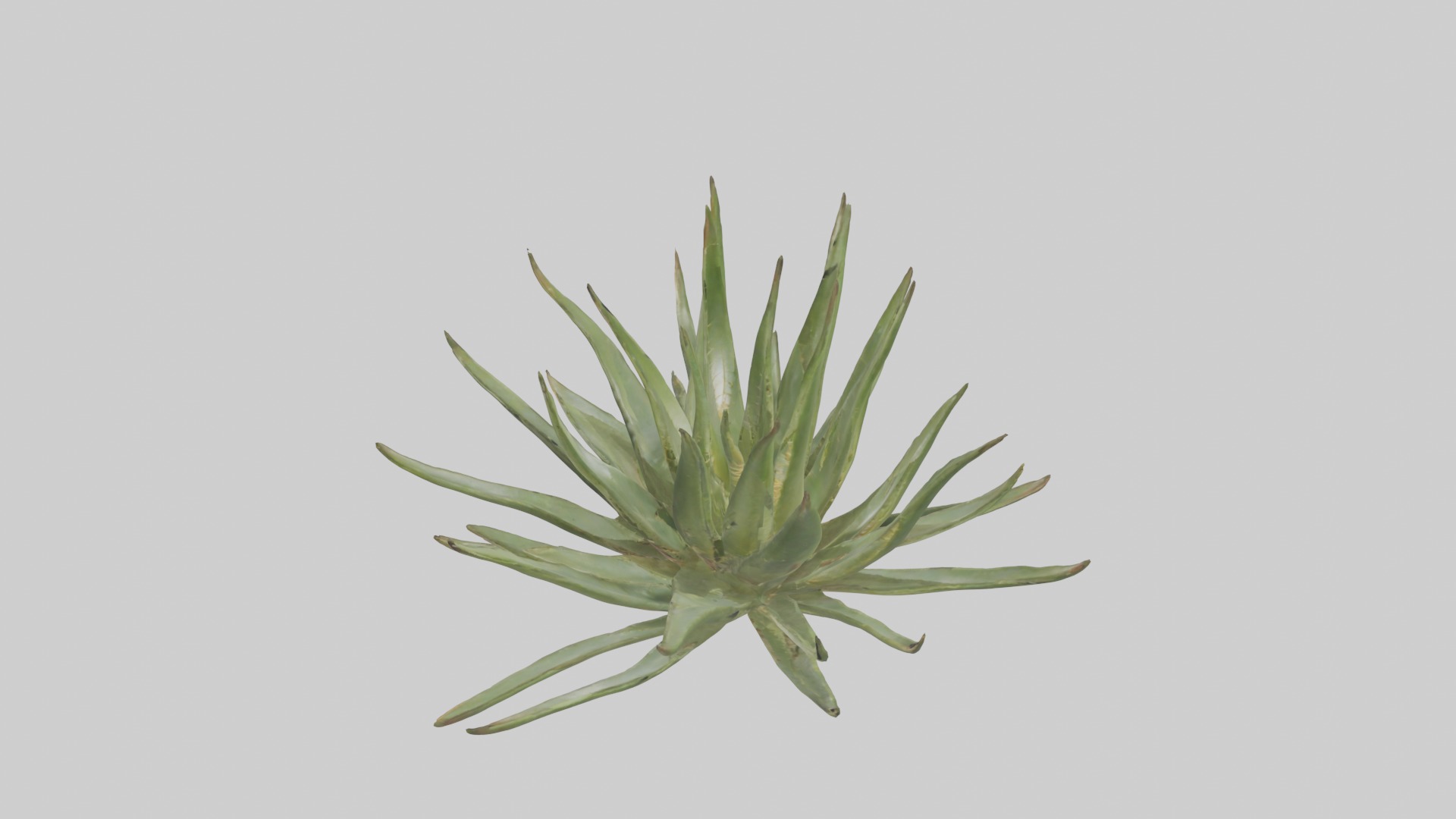 Aloe Ciliaris Model Low-poly 3D model_21