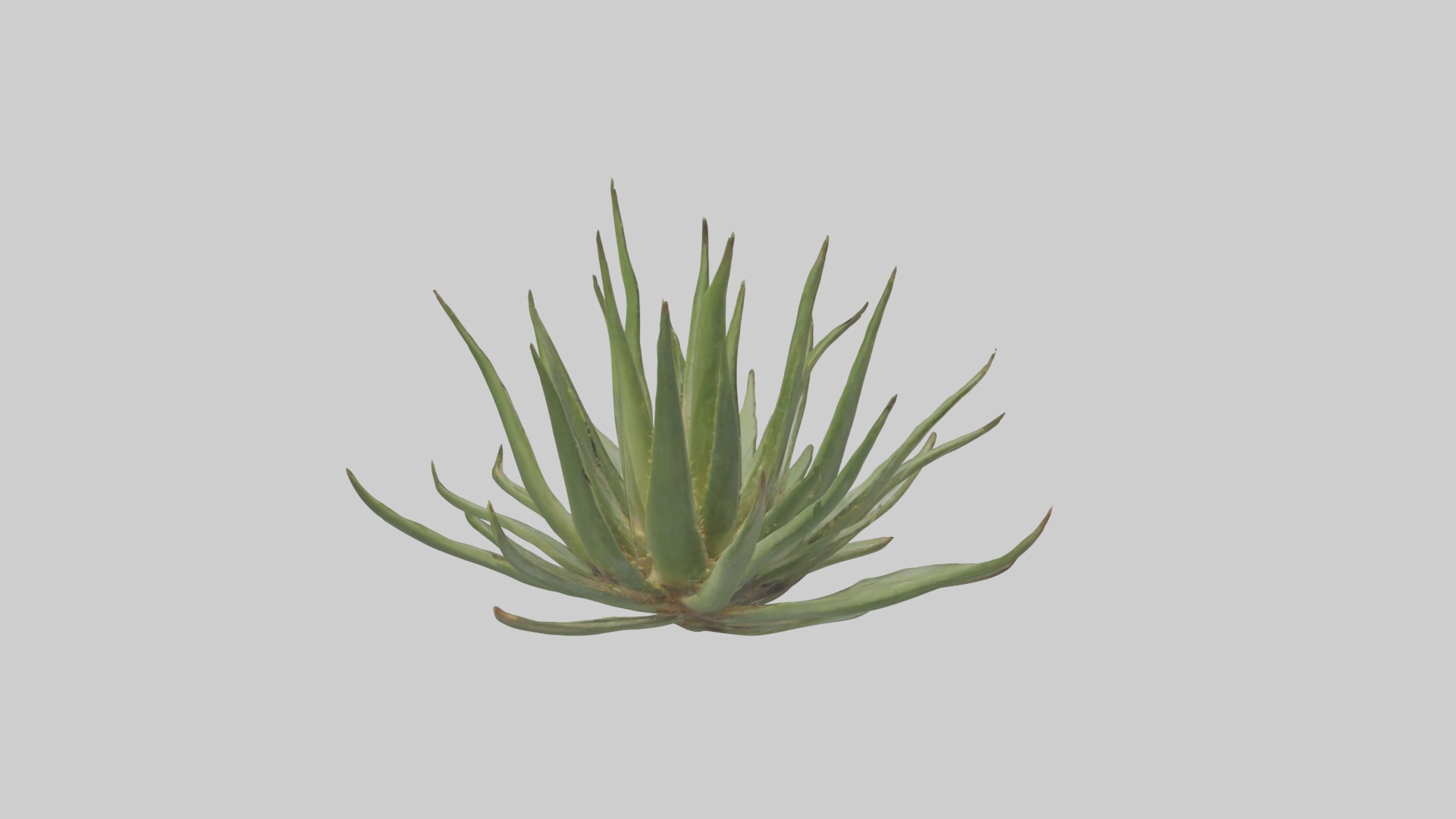 Aloe Ciliaris Model Low-poly 3D model_17